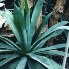 Agave polyacantha (2869 відвідувань) Фото Марины Николаевны Гайдаржи (Киев). Растение из кие... Agave polyacantha