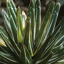 Agave victoria-reginae (2817 відвідувань) Фото Марины Николаевны Гайдаржи (Киев). Растение из кие... Agave victoria-reginae