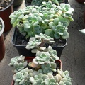 Aichryson__Aeonium__tortuosum.JPG