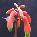Aloe Lomatophyllum zombitsiensis (2538 відвідувань) Aloe Lomatophyllum zombitsiensis