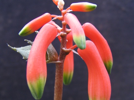 Aloe Lomatophyllum zombitsiensis (2537 відвідувань) Aloe Lomatophyllum zombitsiensis