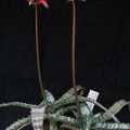 Aloe Lomatophyllum zombitsiensis1 (2481 відвідувань) Aloe Lomatophyllum zombitsiensis1