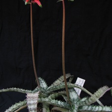 Aloe Lomatophyllum zombitsiensis1 (2484 відвідувань) Aloe Lomatophyllum zombitsiensis1