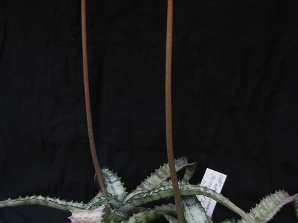 Aloe Lomatophyllum zombitsiensis1 (2481 відвідувань) Aloe Lomatophyllum zombitsiensis1