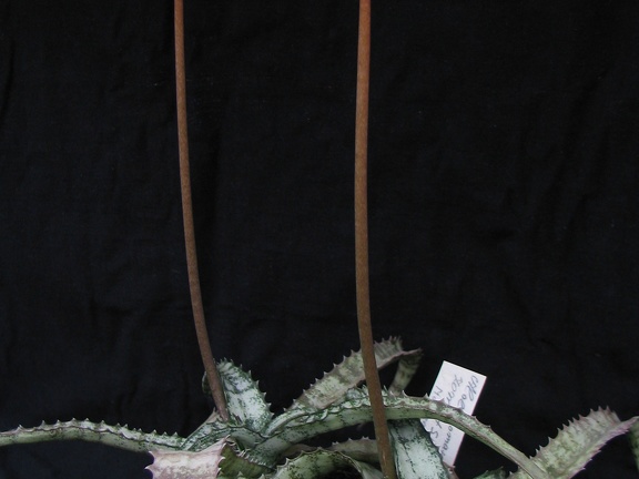 Aloe Lomatophyllum zombitsiensis1 (2481 відвідувань) Aloe Lomatophyllum zombitsiensis1