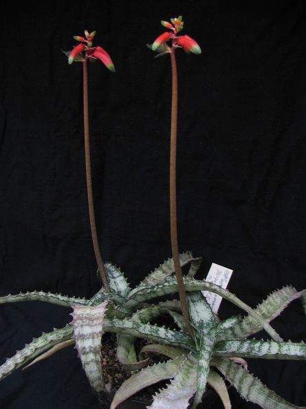 Aloe__Lomatophyllum__zombitsiensis1.jpg
