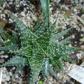 Aloe cv Pepe Archis FG (2291 відвідувань) Aloe cv Pepe Archis FG