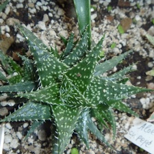 Aloe cv Pepe Archis FG (2291 відвідувань) Aloe cv Pepe Archis FG