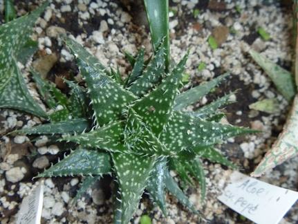 Aloe cv Pepe Archis FG (2291 відвідувань) Aloe cv Pepe Archis FG