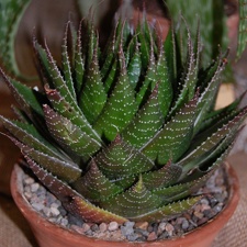 Aloe cv Cosmo (100 відвідувань) Aloe cv Cosmo