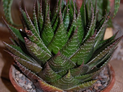 Aloe cv Cosmo (100 відвідувань) Aloe cv Cosmo