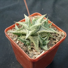 Aloe descongsii (2224 відвідувань) Aloe descongsii
