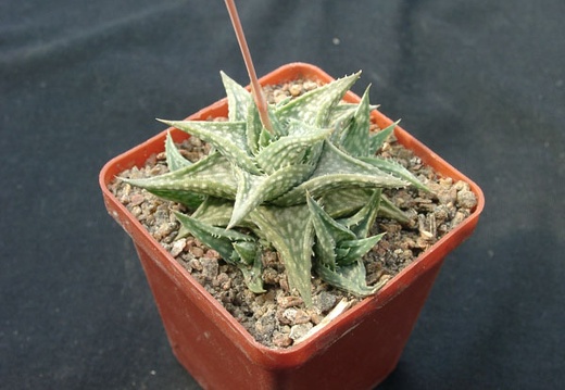 Aloe descongsii (2223 відвідувань) Aloe descongsii