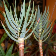Aloe dichotoma (2170 відвідувань) Aloe dichotoma