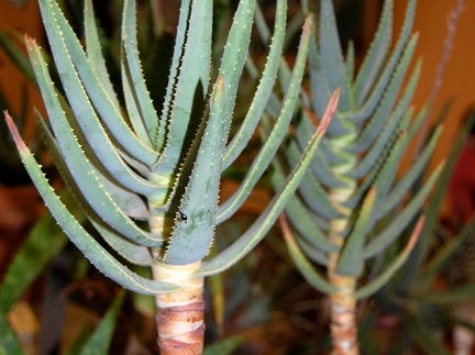 Aloe dichotoma (2170 відвідувань) Aloe dichotoma