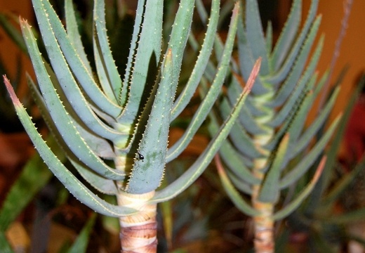 Aloe dichotoma (2170 відвідувань) Aloe dichotoma
