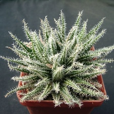 Aloe hawortioides (2111 відвідувань) Aloe hawortioides