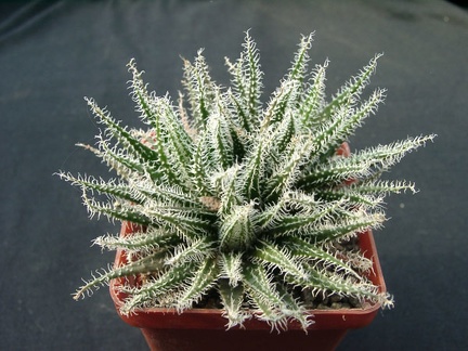 Aloe hawortioides (2111 відвідувань) Aloe hawortioides