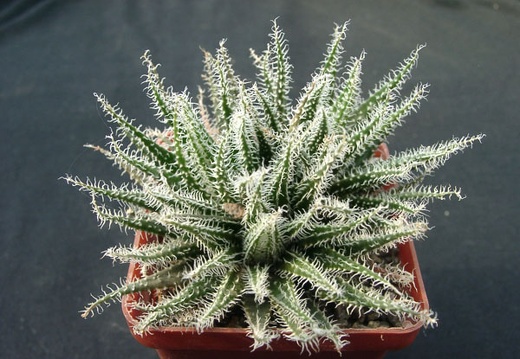 Aloe hawortioides (2109 відвідувань) Aloe hawortioides
