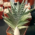 Aloe variegata (68 відвідувань) Aloe variegata