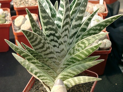 Aloe variegata (68 відвідувань) Aloe variegata