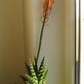 Aloe variegata 001 (2064 відвідувань) Aloe variegata 001
