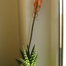 Aloe variegata 001 (2064 відвідувань) Aloe variegata 001