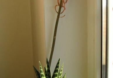 Aloe variegata 001 (2063 відвідувань) Aloe variegata 001