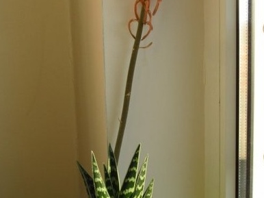 Aloe variegata 001 (2063 відвідувань) Aloe variegata 001