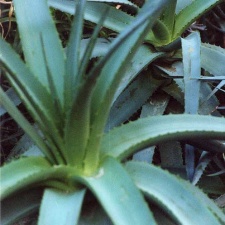 Aloe abyssinica (3054 відвідувань) Фото Марины Николаевны Гайдаржи (Киев). Растение из кие... Aloe abyssinica