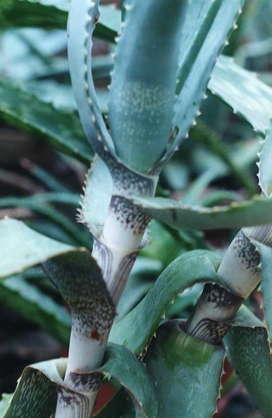 aloe-andongensis.jpg