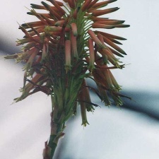 Aloe arborescens (2486 відвідувань) Фото Марины Николаевны Гайдаржи (Киев). Растение из кие... Aloe arborescens