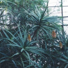 Aloe arborescens (2555 відвідувань) Фото Марины Николаевны Гайдаржи (Киев). Растения из кие... Aloe arborescens