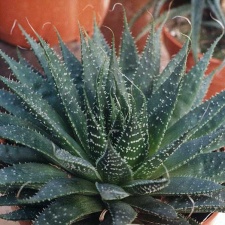 Aloe aristata (2869 відвідувань) Фото Марины Николаевны Гайдаржи (Киев). Растение из кие... Aloe aristata