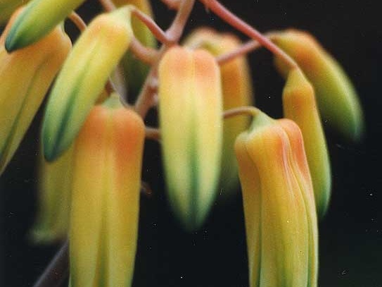 Aloe bakeri (2490 відвідувань) Фото Марины Николаевны Гайдаржи (Киев). Растение из кие... Aloe bakeri