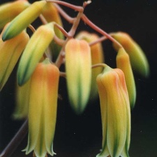 Aloe bakeri (2488 відвідувань) Фото Марины Николаевны Гайдаржи (Киев). Растение из кие... Aloe bakeri