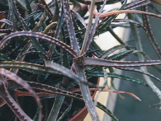 Aloe bakeri (2673 відвідувань) Фото Марины Николаевны Гайдаржи (Киев). Растения из кие... Aloe bakeri