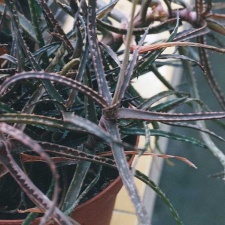 Aloe bakeri (2672 відвідувань) Фото Марины Николаевны Гайдаржи (Киев). Растения из кие... Aloe bakeri