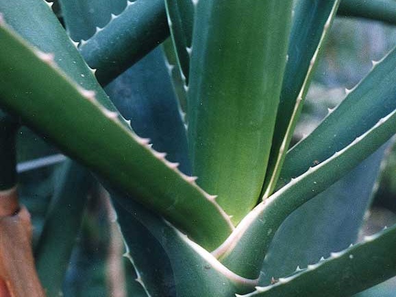 Aloe bainesii (2553 відвідувань) Фото Марины Николаевны Гайдаржи (Киев). Растение из кие... Aloe bainesii
