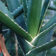 Aloe bainesii (2550 відвідувань) Фото Марины Николаевны Гайдаржи (Киев). Растение из кие... Aloe bainesii