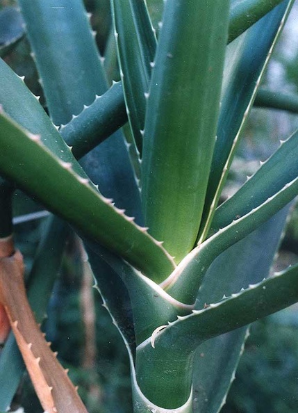 aloe-bainesii.jpg