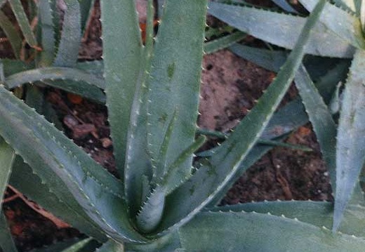 aloe-barbadensis- vera (2081 відвідувань) aloe-barbadensis- vera