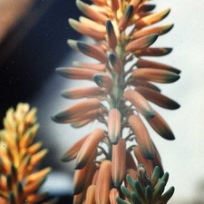 Aloe barbadensis (vera) (2359 відвідувань) Фото Марины Николаевны Гайдаржи (Киев). Растение из кие... Aloe barbadensis (vera)