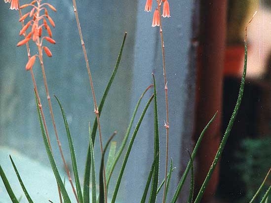 Aloe bellatula (2633 відвідувань) Фото Марины Николаевны Гайдаржи (Киев). Растение из кие... Aloe bellatula