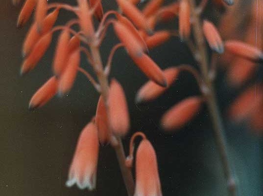 Aloe bellatula (2377 відвідувань) Фото Марины Николаевны Гайдаржи (Киев). Растение из кие... Aloe bellatula