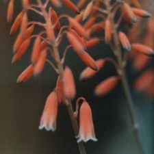 Aloe bellatula (2380 відвідувань) Фото Марины Николаевны Гайдаржи (Киев). Растение из кие... Aloe bellatula