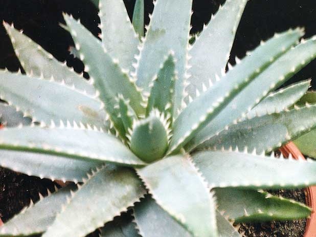 Aloe brevifolia (2586 відвідувань) Фото Марины Николаевны Гайдаржи (Киев). Растение из кие... Aloe brevifolia