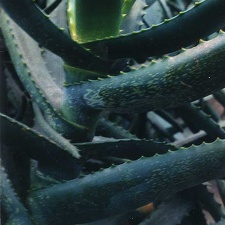 Aloe sp. (2266 відвідувань) Фото Марины Николаевны Гайдаржи (Киев). Растение из кие... Aloe sp.