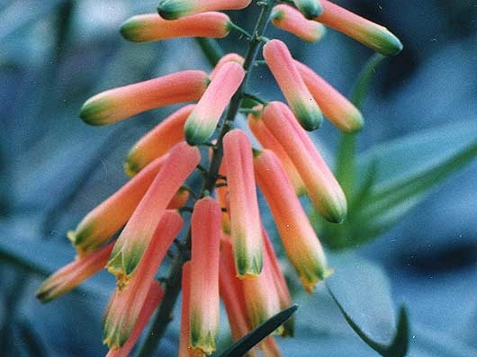 Aloe ciliaris (2510 відвідувань) Фото Марины Николаевны Гайдаржи (Киев). Растение из кие... Aloe ciliaris