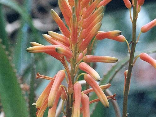 Aloe dawei (2429 відвідувань) Фото Марины Николаевны Гайдаржи (Киев). Растение из кие... Aloe dawei
